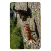 Sweet Charlie Chihuahua Magnet (Vertikal)