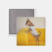 Sweet Charlie Chihuahua Magnet (Vorderseite/Rückseite)