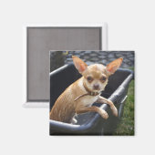 Sweet Charlie Chihuahua Magnet (Vorderseite/Rückseite)