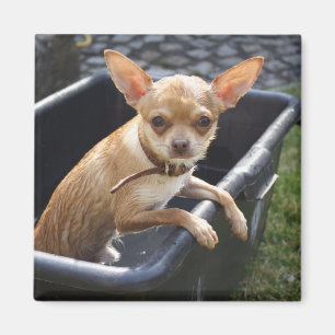 Sweet Charlie Chihuahua Magnet