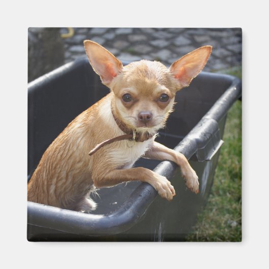 Sweet Charlie Chihuahua Magnet (Vorne)