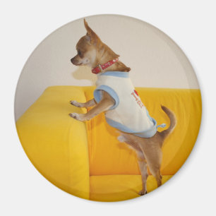 Sweet Charlie Chihuahua Magnet