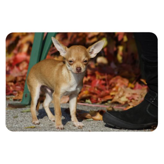 Sweet Charlie Chihuahua Magnet (Horizontal)