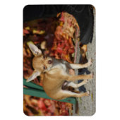 Sweet Charlie Chihuahua Magnet (Vertikal)