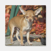 Sweet Charlie Chihuahua Magnet (Vorne)