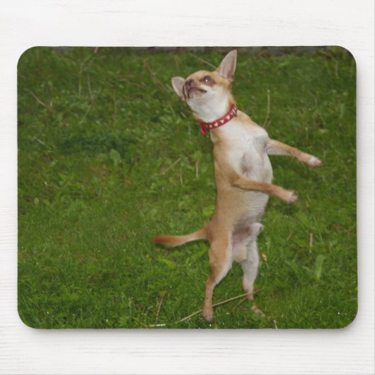 Sweet Charlie Chihuahua Mousepad (Vorne)