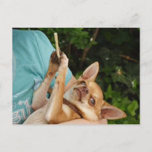 Sweet Charlie Chihuahua Postkarte