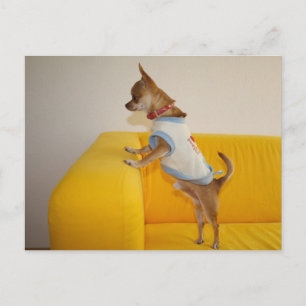 Sweet Charlie Chihuahua Postkarte