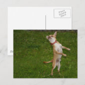 Sweet Charlie Chihuahua Postkarte (Vorne/Hinten)