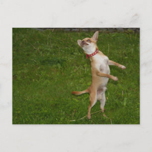 Sweet Charlie Chihuahua Postkarte