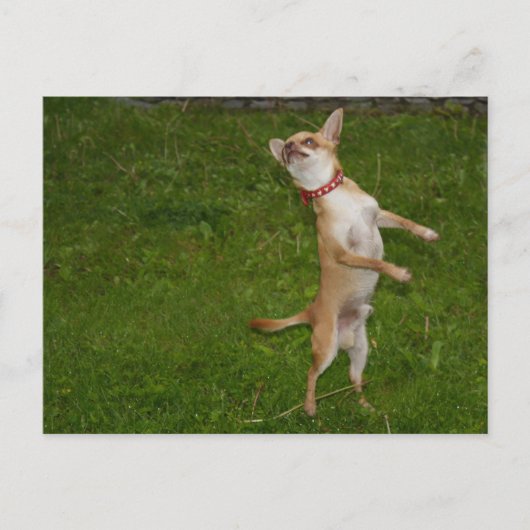 Sweet Charlie Chihuahua Postkarte (Vorderseite)