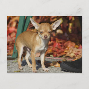 Sweet Charlie Chihuahua Postkarte
