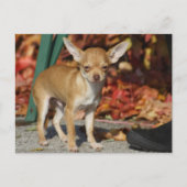 Sweet Charlie Chihuahua Postkarte (Vorderseite)