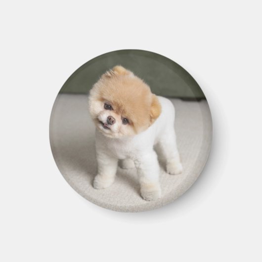 Sweet Charming Pom Einzigartiges Magnet (Vorne)