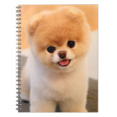 Sweet Charming Spitz Einzigartiges Notebook Notizblock (Vorderseite)