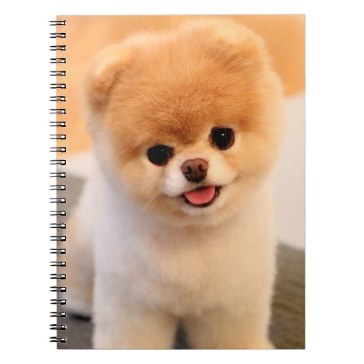 Sweet Charming Spitz Einzigartiges Notebook Notizblock (Vorderseite)