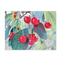 Sweet Cherries Postcard