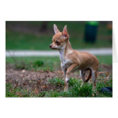 Sweet Chihuahua Puppy Gundog Wannabe (Vorderseite (Horizontal))