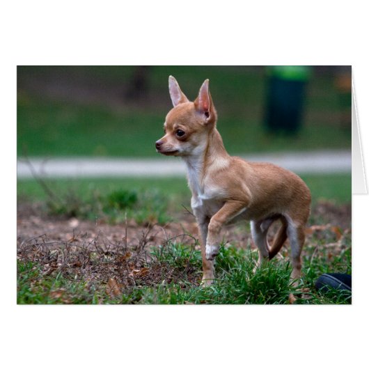 Sweet Chihuahua Puppy Gundog Wannabe (Vorderseite (Horizontal))