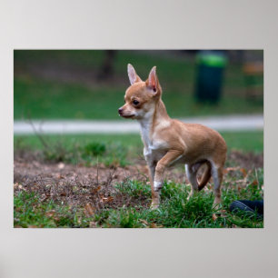 Sweet Chihuahua Puppy Gundog Wannabe Poster
