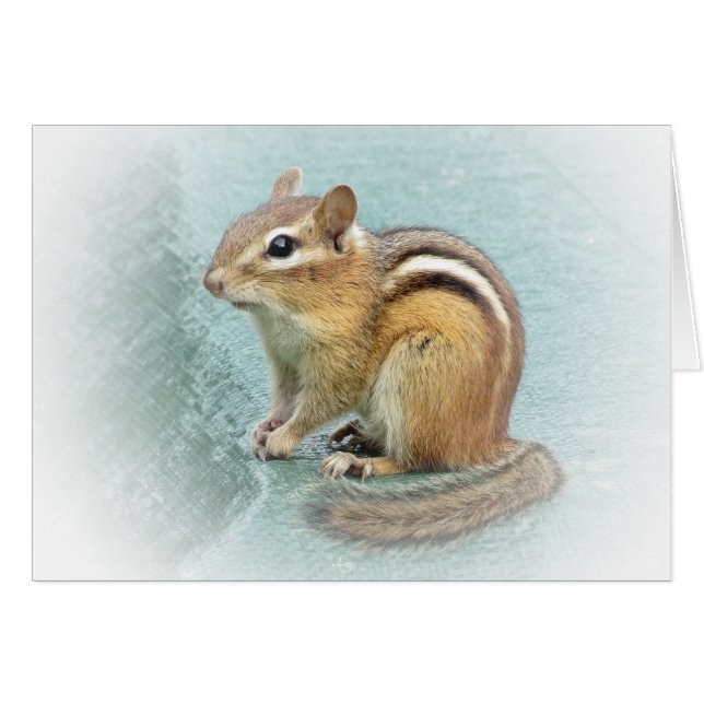 Sweet Chipmunk (Vorderseite (Horizontal))