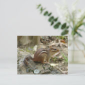 Sweet Chipmunk Hot Springs National Park Geschenke Postkarte (Stehend Vorderseite)
