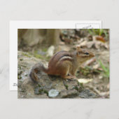 Sweet Chipmunk Hot Springs National Park Geschenke Postkarte (Vorne/Hinten)