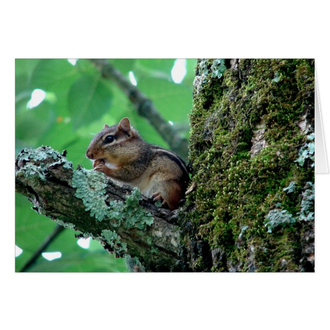 Sweet Chipmunk in einem Baumkleid und Geschenke (Vorderseite (Horizontal))