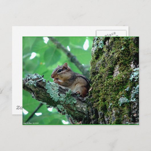 Sweet Chipmunk in einem Baumkleid und Geschenke Postkarte (Vorne/Hinten)