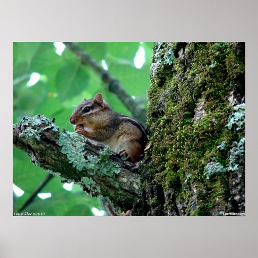 Sweet Chipmunk in einem Baumposter Poster (Vorne)