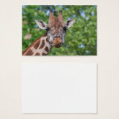 Sweet Curios Giraffe (Vorne & Hinten)