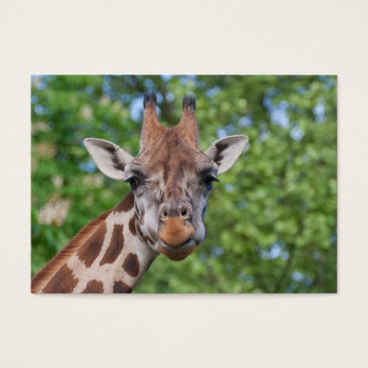 Sweet Curios Giraffe (Vorderseite)