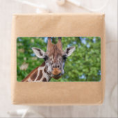 Sweet Curios Giraffe (Insitu)