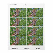 Sweet Curios Giraffe (Vorne)