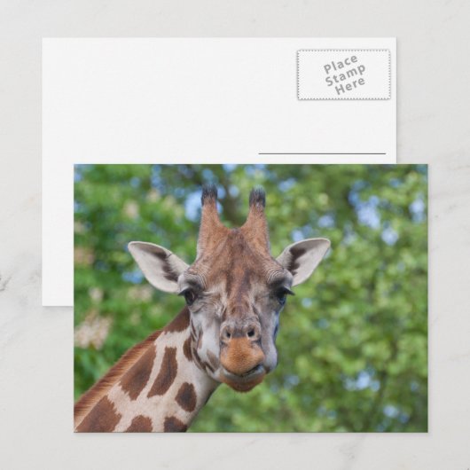 Sweet Curios Giraffe Postkarte (Vorne/Hinten)