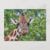 Sweet Curios Giraffe Postkarte (Vorderseite)
