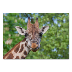 Sweet Curios Giraffe Tischnummer