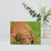 Sweet Daschund Sleeping Postcard Postkarte (Stehend Vorderseite)