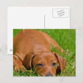 Sweet Daschund Sleeping Postcard Postkarte (Vorne/Hinten)
