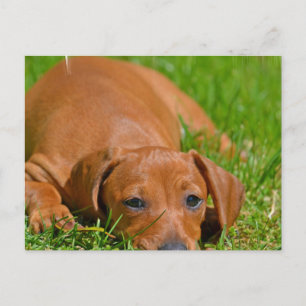Sweet Daschund Sleeping Postcard Postkarte