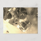 Sweet Dedication - Postkarte (Vorderseite)