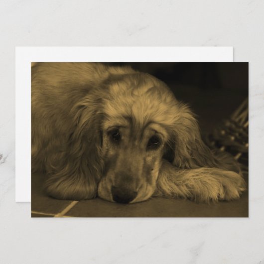 Sweet Dog - Golden Retriever in Sepia Tones Einladung (Vorne/Hinten)
