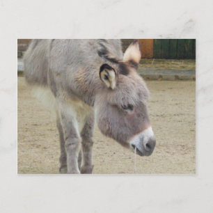 Sweet Donkey, Animal Gray, Horse Family Postkarte