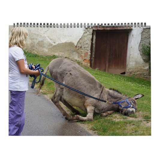 Sweet Donkeys das ganze Jahr Kalender (Titelbild)