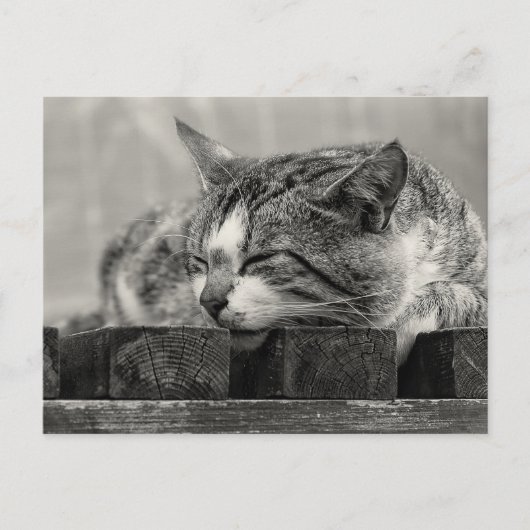 Sweet Dream Postkarte (Vorderseite)