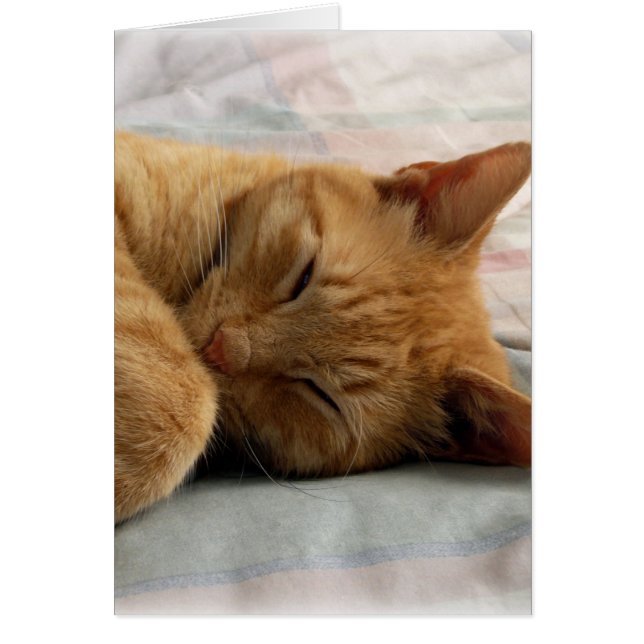 Sweet Dreams (Vorne)