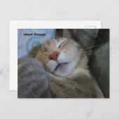 sweet dreams cat taking her nap postcard postkarte (Vorne/Hinten)