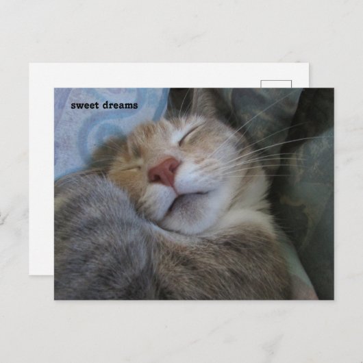 sweet dreams cat taking her nap postcard postkarte (Vorne/Hinten)
