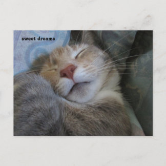 sweet dreams cat taking her nap postcard postkarte