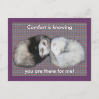 Sweet Dreams Ferrets